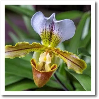 10x10 Iron on Heat Transfer for White Material - Venus Slipper Orchid Flower