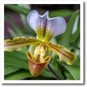 10x10 Iron on Heat Transfer for White Material - Venus Slipper Orchid Flower